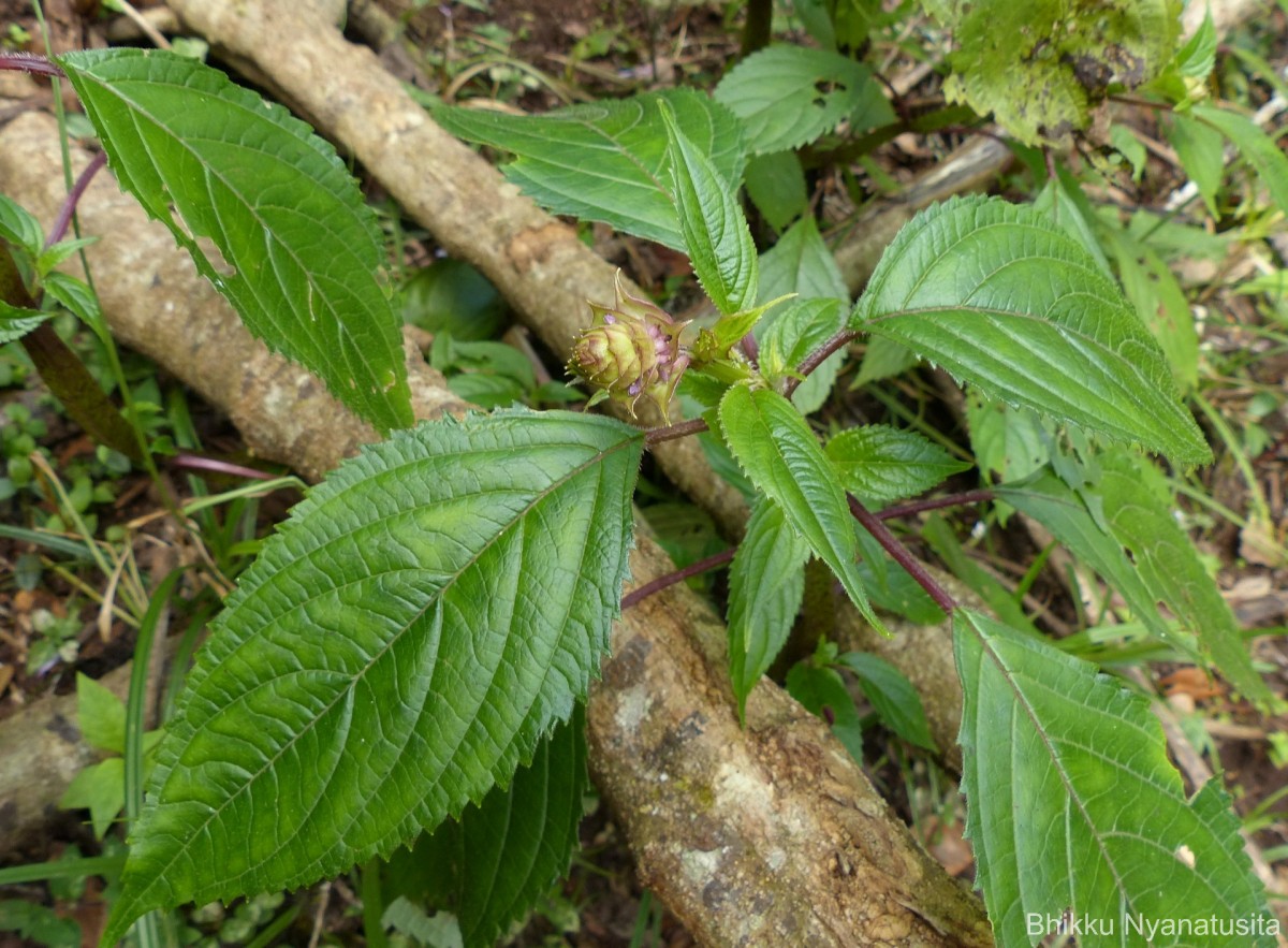Coleus inflatus Benth.